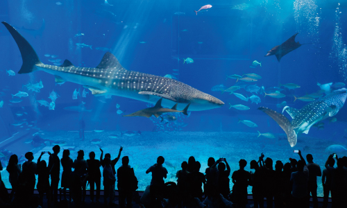 沖縄美ら海水族館