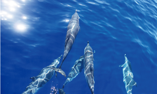 沖縄美ら海水族館