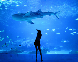 美ら海水族館